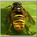 Temnostoma vespiforme - Wespen-Moderholzschwebfliege m03.jpg